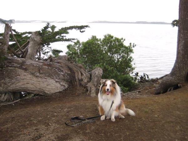 /Images/uploads/Friends of Seal Beach Animal Care Center/2022sbacc/entries/21786thumb.jpg